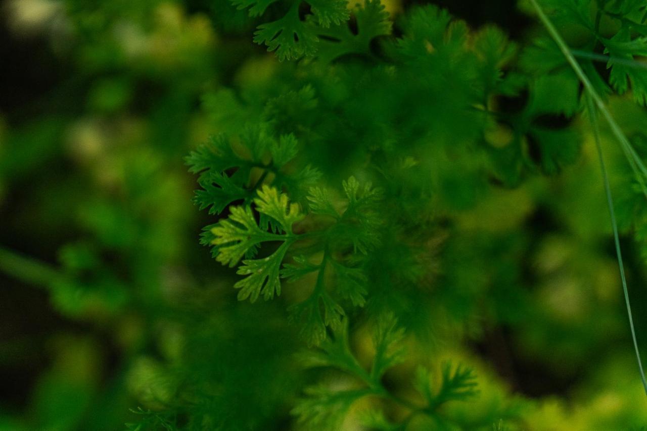 Amaya Kasauli Buitenkant foto
